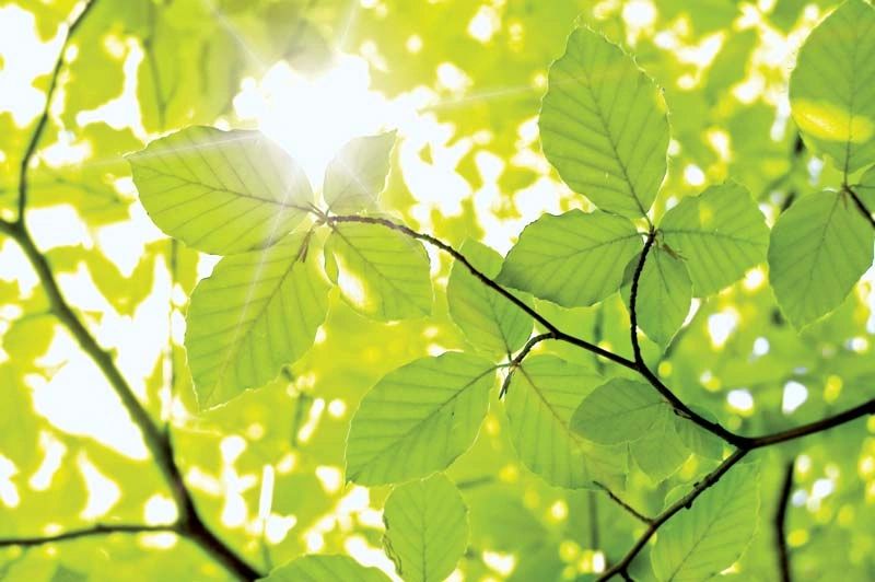 ചൈത്രം